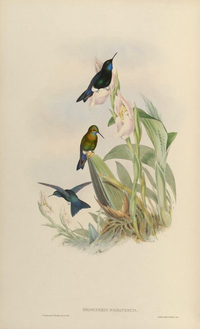 Eriocnemis nigrivestis von John Gould